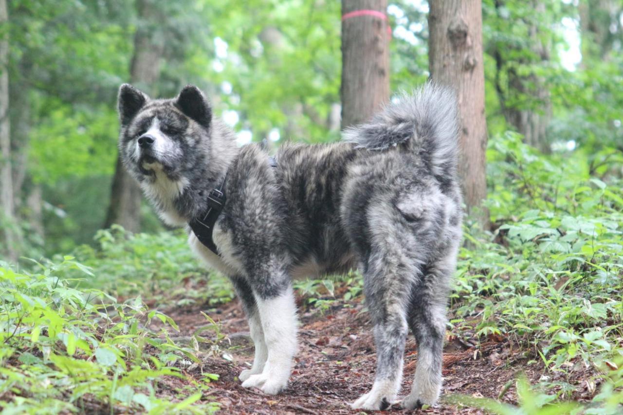 B&B Santana Hakuba Luaran gambar